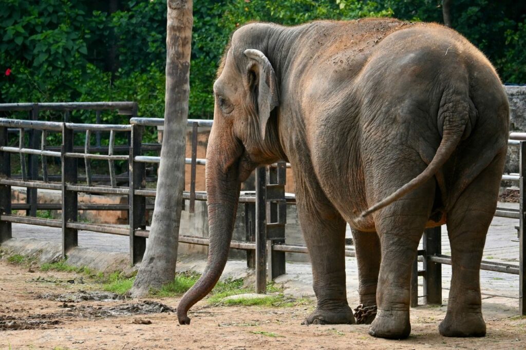 Best Time and Season to Visit Mysore Zoo
