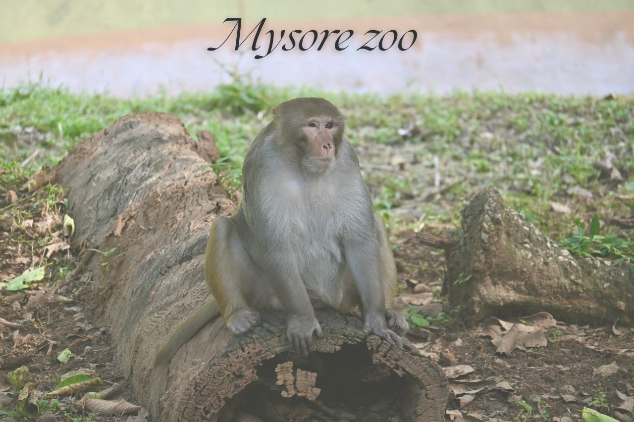Mysore Zoo